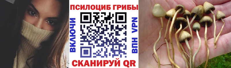 Галлюциногенные грибы Cubensis  Купить  Берёзовка 
